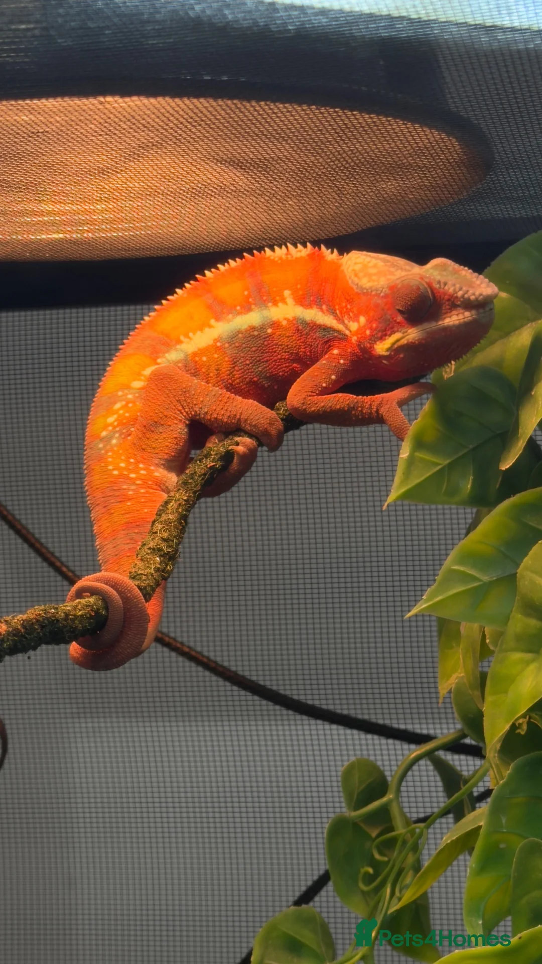 Chameleon reptiles for sale: True nosy be blue panther chameleon  in Reading - Advert 2