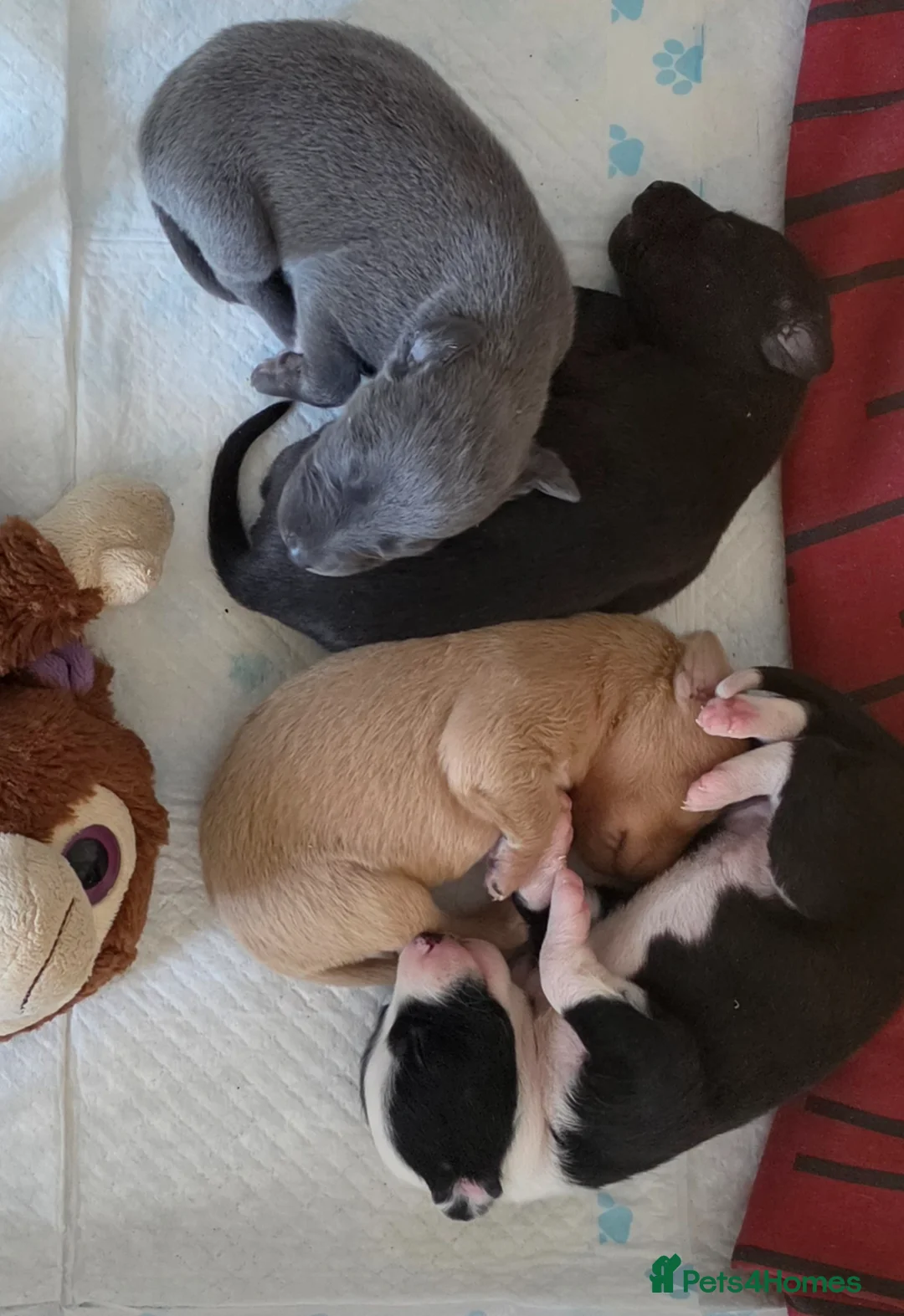 Whippet dogs for sale: Bedlington whippet puppies  - Advert 2