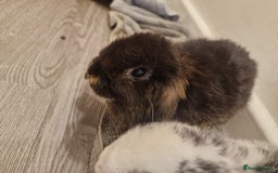Mini Lop rabbits for sale: 3 Beautiful purebred minilops 2 girls 1 boy - Image 5