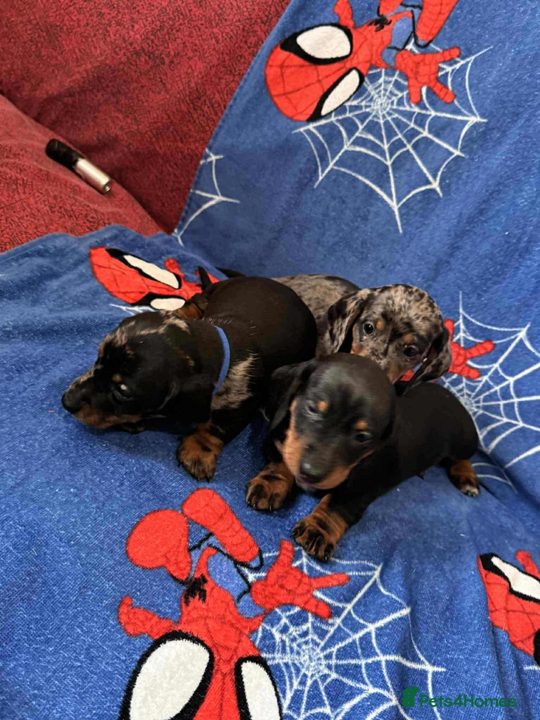 Miniature Dachshund dogs for sale: Puppies 🐶  - Advert 34