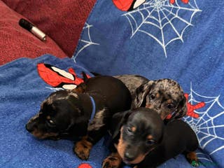 Miniature Dachshund dogs Puppies 🐶 - Advert 11
