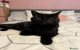 British Longhair cats for sale: Dexter - Advert 1