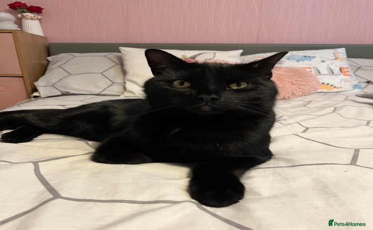 British Longhair cats Dexter - Advert 8