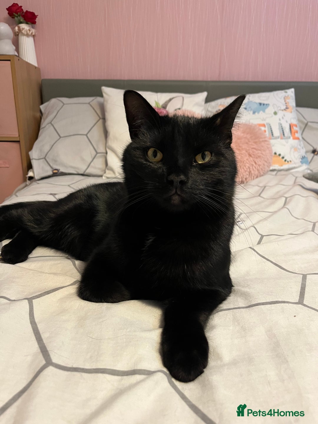 British Longhair cats for sale: Dexter - Advert 1