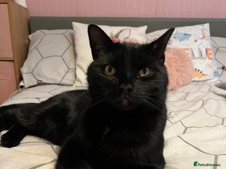 British Longhair cats Dexter - Advert 16