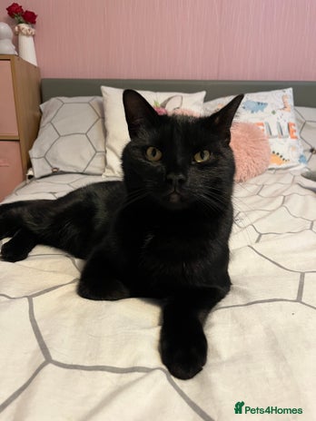 British Longhair cats Dexter - Advert 1