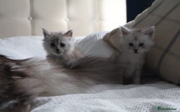 Maine Coon cats for sale: ***High Silver Shaded Kittens*** - Image 4