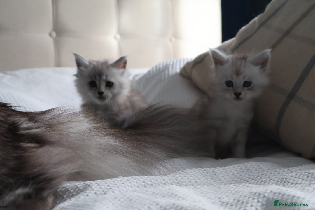 Maine Coon cats for sale: ***High Silver Shaded Kittens*** - Image 4