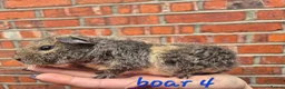 Guinea Pig rodents for sale: Various age piggies for sale - Advert 13