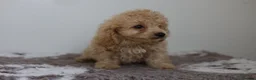 Cavapoo dogs for sale: Cavapoo Puppies  - Advert 19