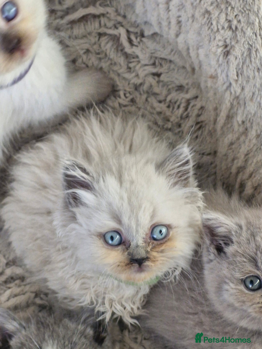 British Shorthair cats for sale: British shorthair and longhair - Image 11