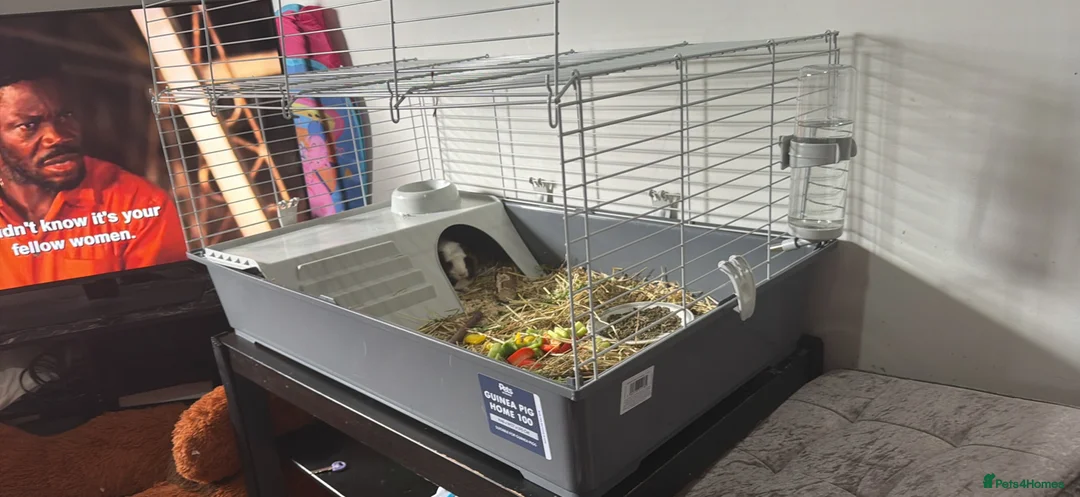 Guinea Pig rodents for sale: Two female Guinea pigs in London - Advert 2