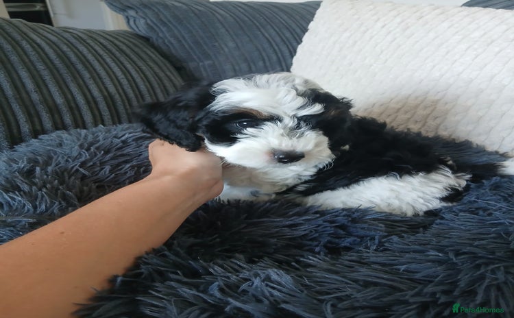 Cavapoo dogs - Advert 1