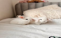 Mini Lop rabbits for sale: Mini lop bunnies for sale! - Advert 8