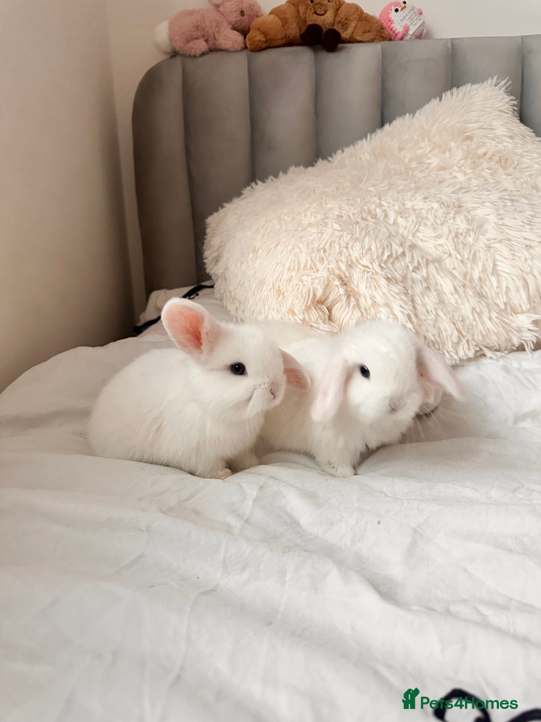 Mini Lop rabbits for sale: Mini lop bunnies for sale! - Advert 8