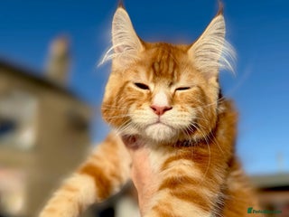 Maine Coon cats STUNNING LITTER OF ANDERPRIDE MAINE COONS - Advert 2