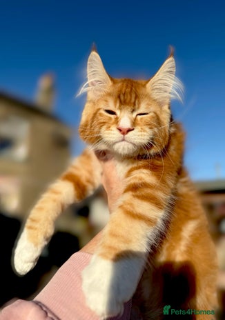 Maine Coon cats STUNNING LITTER OF ANDERPRIDE MAINE COONS - Advert 1