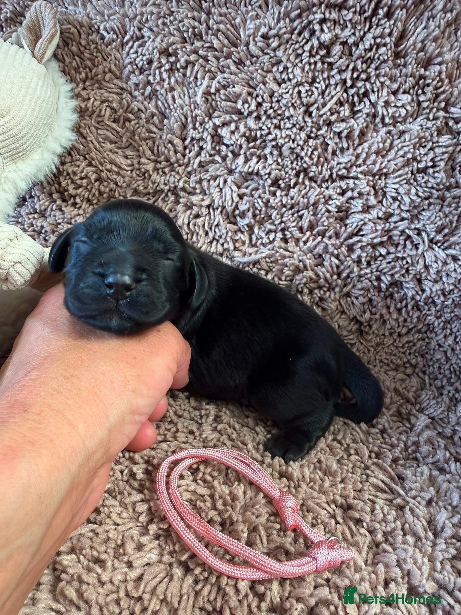 Cocker Spaniel dogs Excellent pedigree Cocker Pups Farlavale / Rowston - Advert 1
