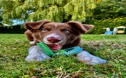 Border Collie dogs for sale: Border collie - Image 15