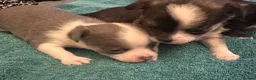 Chihuahua dogs for sale: Chihuahua puppies 2 boys & 1 girl, ready mid sept in Doncaster - Advert 11
