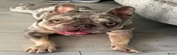 French Bulldog dogs for sale: Reggie the French bulldog  - Advert 2