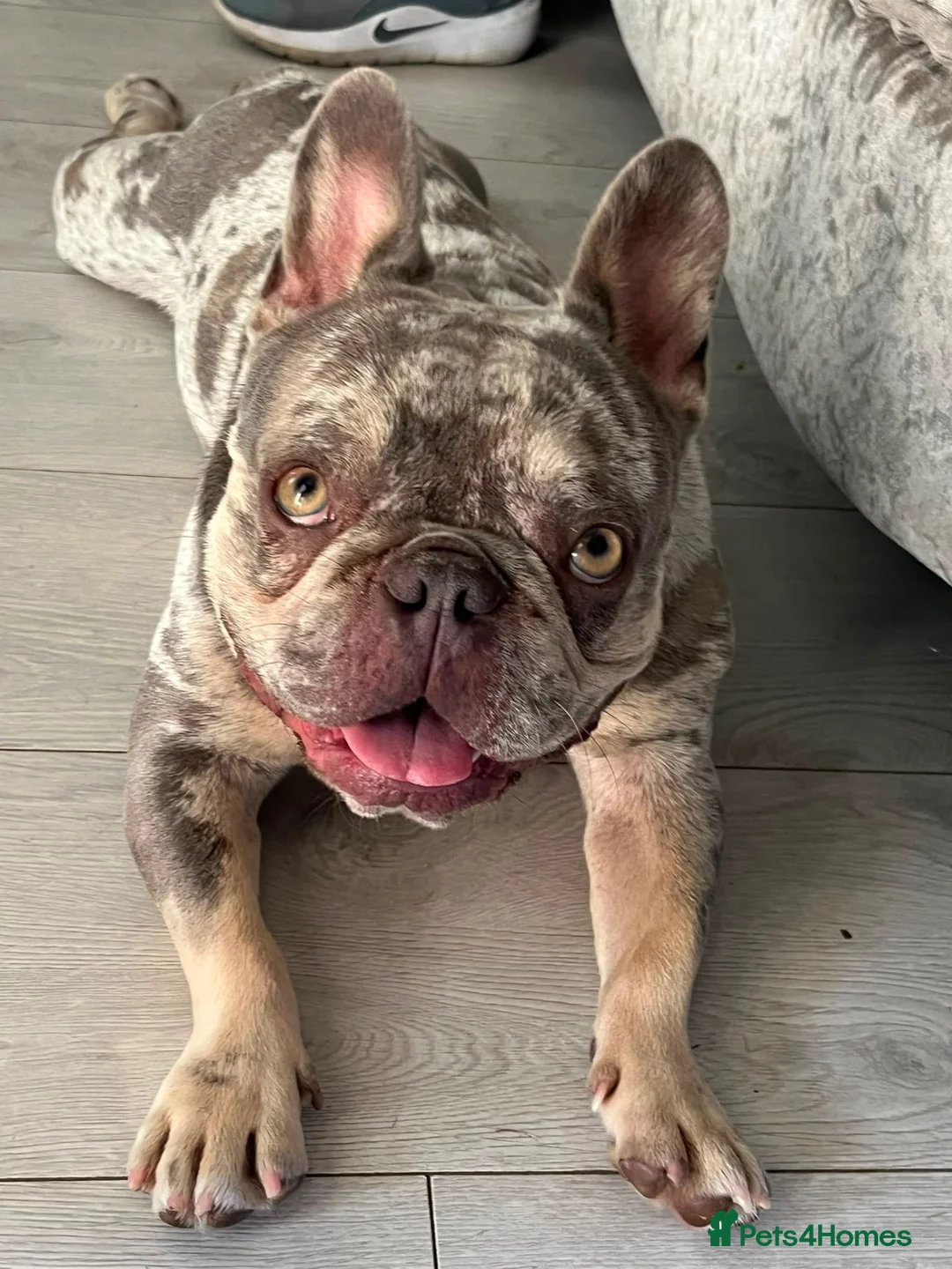 French Bulldog dogs for sale: Reggie the French bulldog  - Advert 2