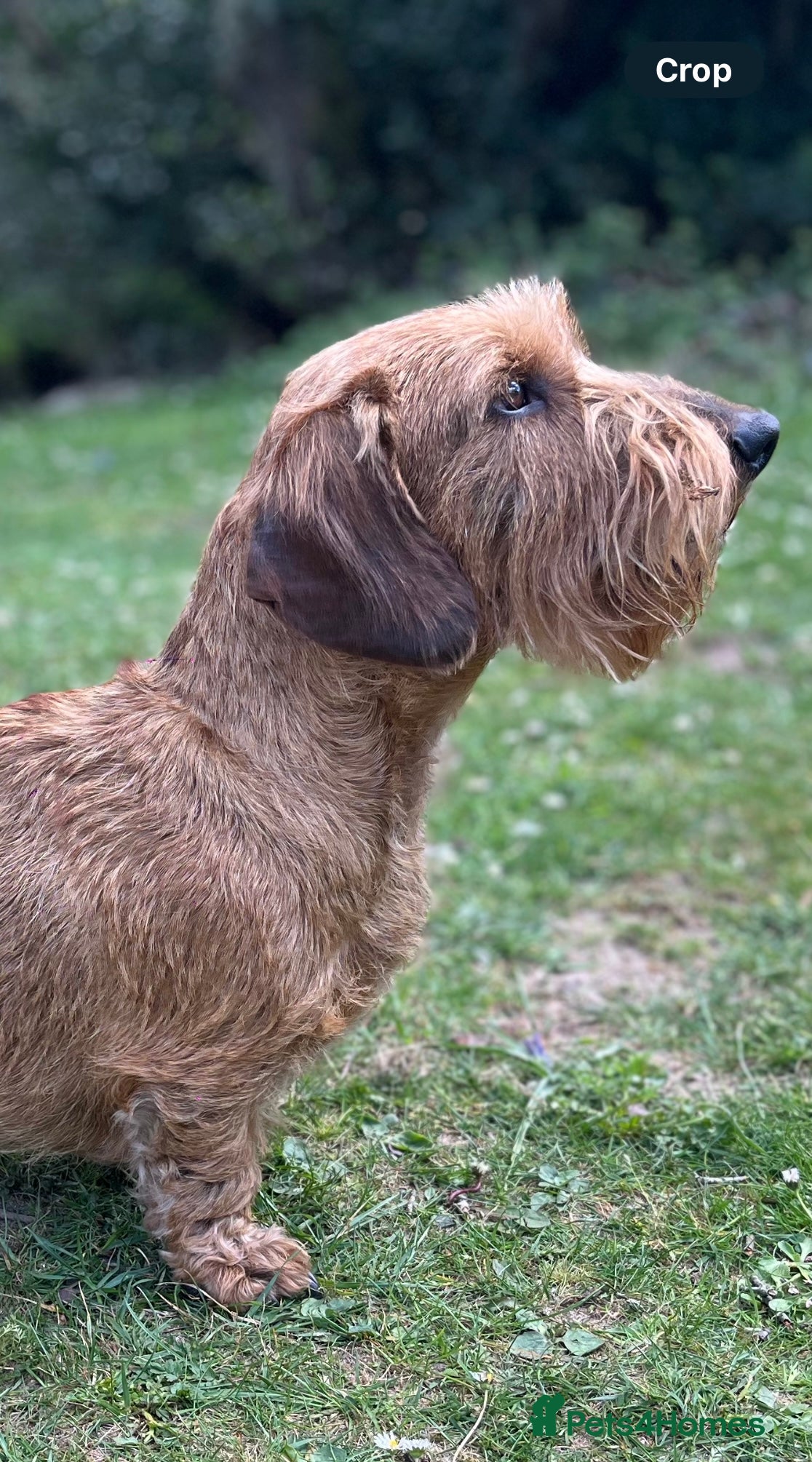 Dachshund dogs Red Standard Wire Haired Dachshund for Stud  - Advert 2