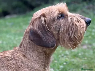 Dachshund dogs Red Standard Wire Haired Dachshund for Stud - Advert 2