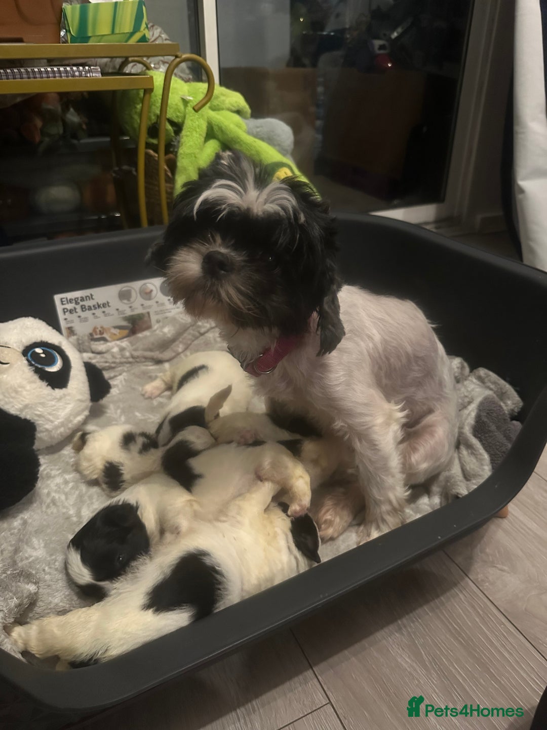 Shihpoo dogs for sale: Beautiful shihpoo puppies for sale - Advert 1
