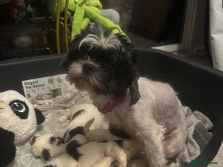 Shihpoo dogs Beautiful shihpoo puppies for sale - Advert 15