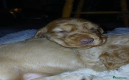 Cocker Spaniel dogs for sale: Stunning beautifully coloured Cocker Spaniel girl. - Image 5