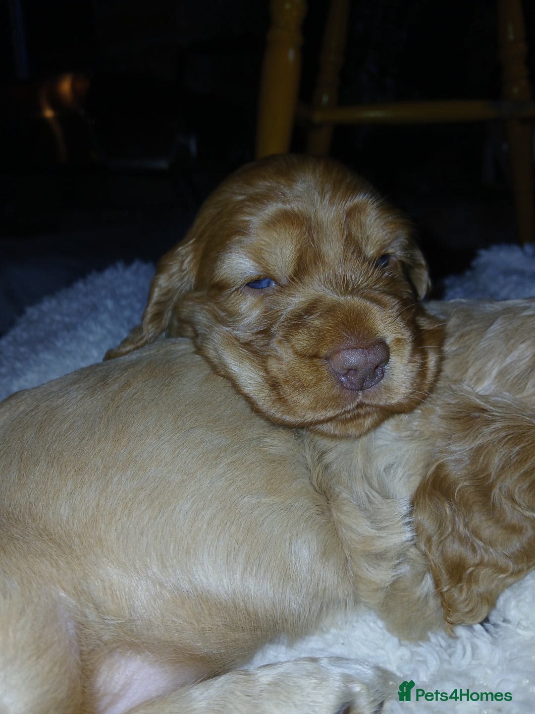 Cocker Spaniel dogs for sale: Stunning beautifully coloured Cocker Spaniel girl. - Image 5