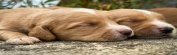 Cockerdor dogs for sale: Beautiful Dark Red Cockerdors DNAClear in Sleaford - Advert 9