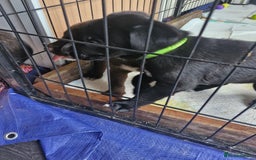 Mixed Breed dogs for sale: Dalmatian shepherd  - Image 29