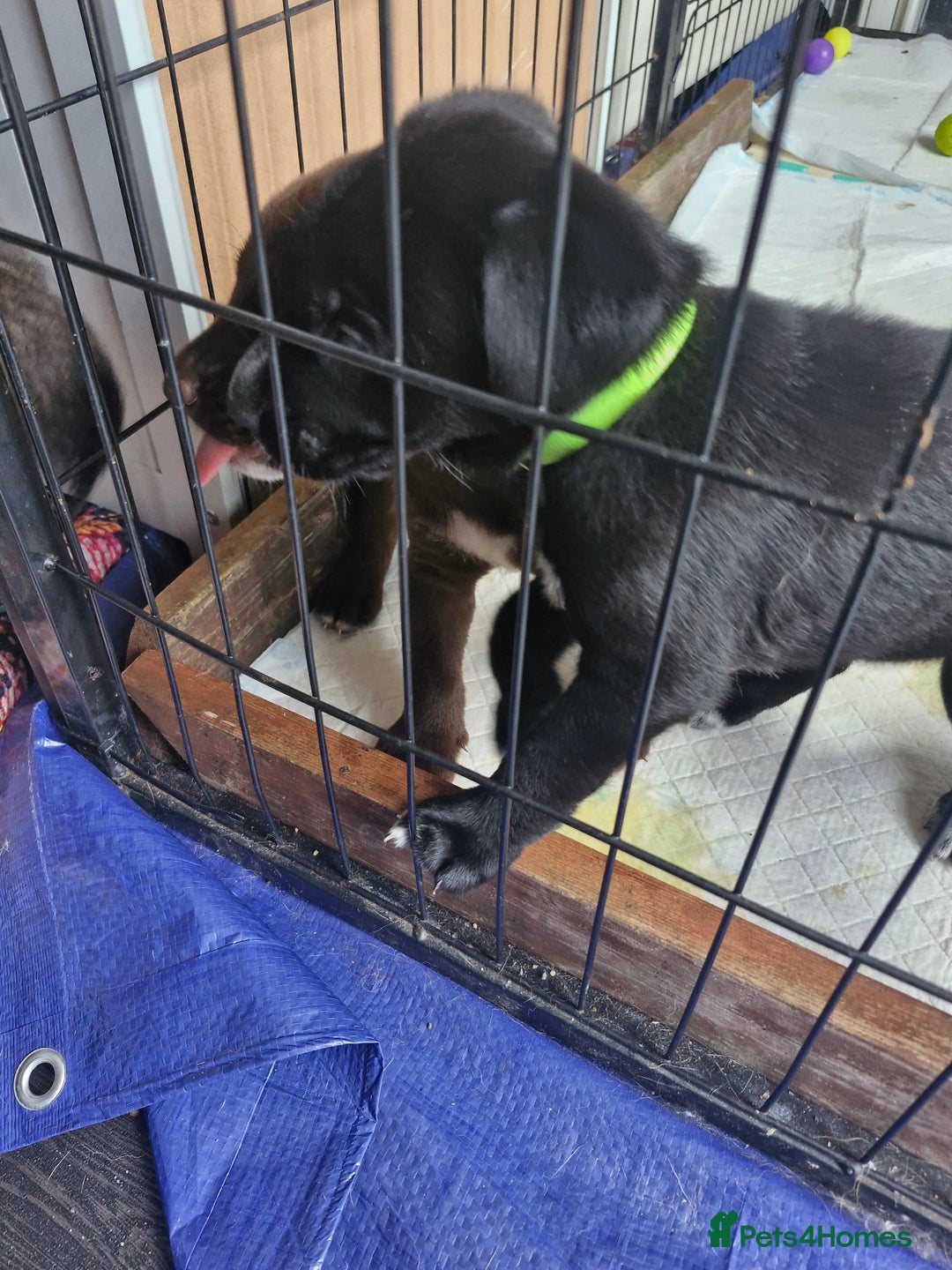 Mixed Breed dogs for sale: Dalmatian shepherd  - Image 29