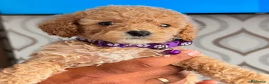 Miniature Poodle 5
