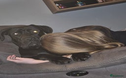Cane Corso dogs for sale: 16 month old corso bitch - Image 6