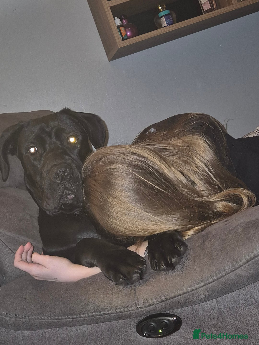 Cane Corso dogs for sale: 16 month old corso bitch - Image 6