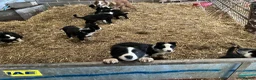 Border Collie dogs for sale: Border collie in Denbigh - Advert 6