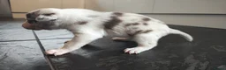 Border Collie dogs for sale: Border collie puppies - Advert 26