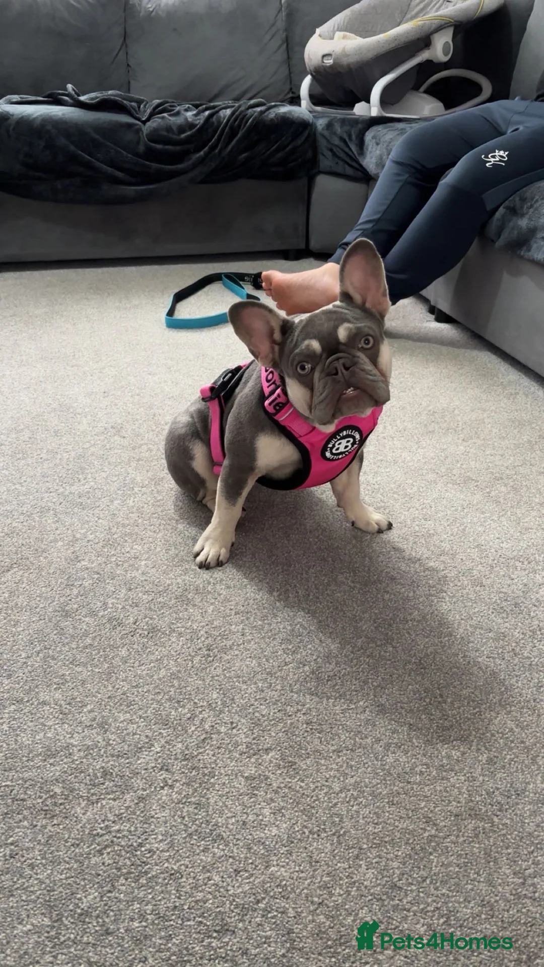 French Bulldog dogs for sale: 2 French bulldogs male and female kc registered  - Advert 2