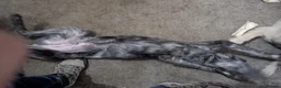 Lurcher dogs for sale: Rogue. Beautiful Working Stock Male Lurcher  - Advert 9