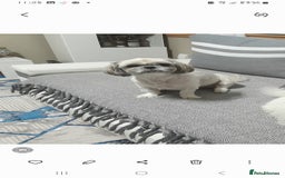 Shih Tzu dogs for sale: Shihtzu - Image 3