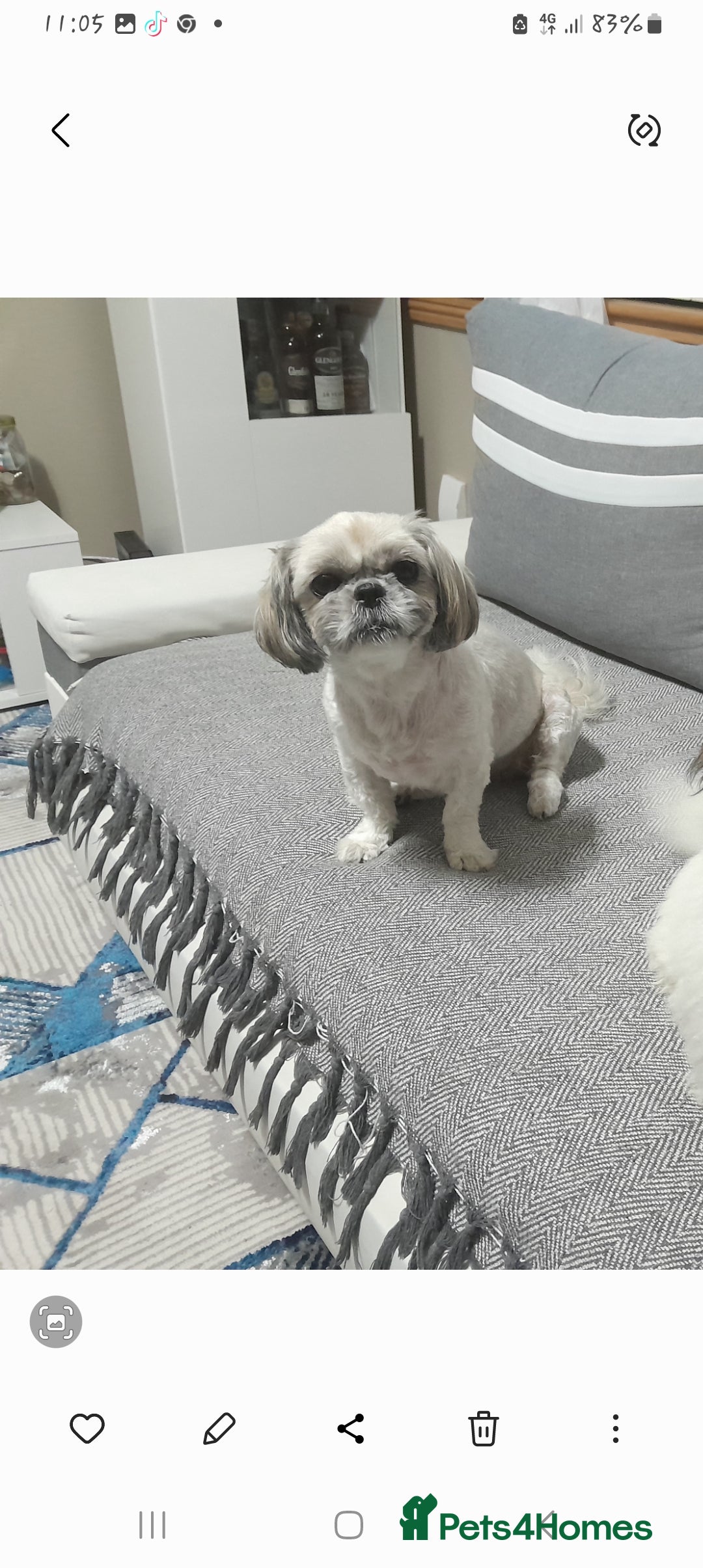 Shih Tzu dogs for sale: Shihtzu - Image 3
