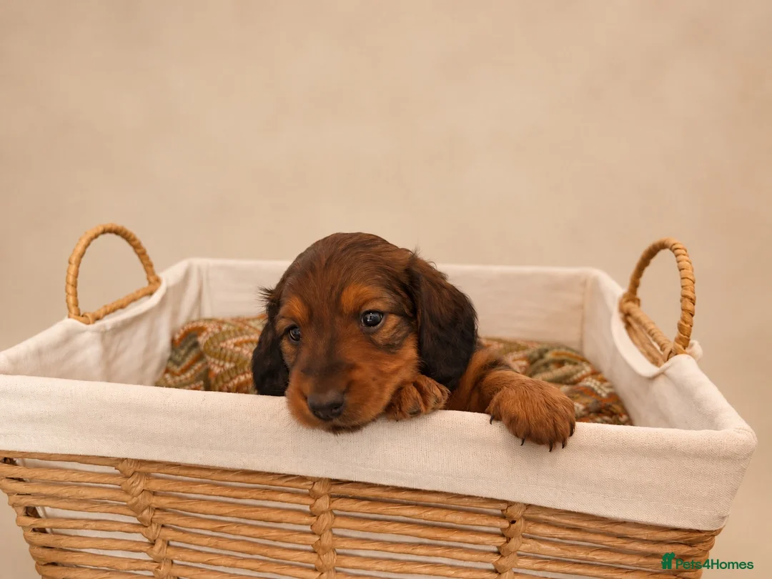 Miniature Dachshund dogs for sale: 🐾❤️ KC REGISTERED MINIATURE DACHSHUND PUPS ❤️🐾 - Advert 2