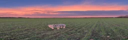 Olde English Bulldogge dogs for stud: “BIG REG” Lilac-Tri Olde English Bulldog stud  - Advert 12