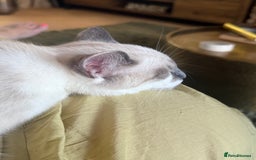 Ragdoll cats for sale: 6 Month Old Male Ragdoll X - Image 2