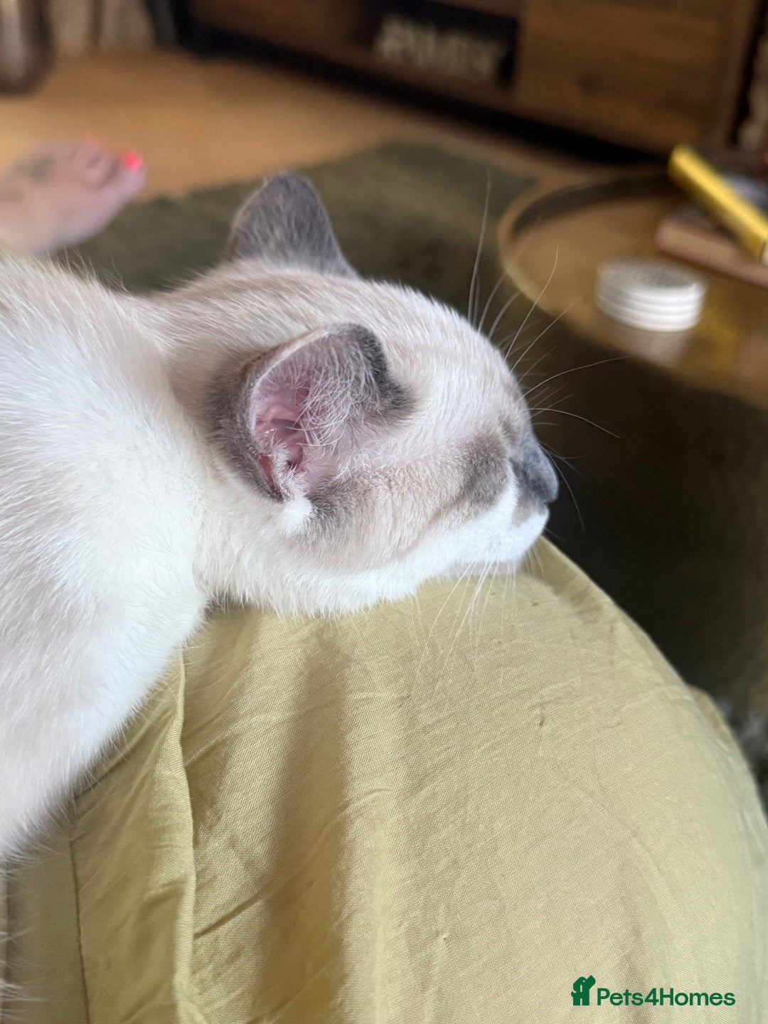 Ragdoll cats for sale: 6 Month Old Male Ragdoll X - Image 2