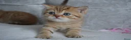 Munchkin cats for sale: 🍇🫐Munchkin Kittens - Advert 16