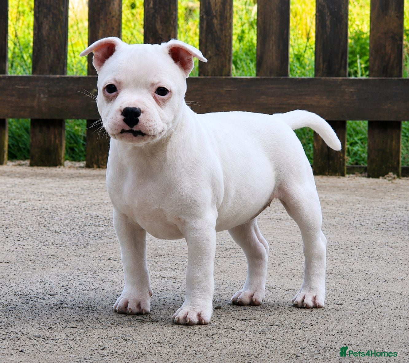 Staffordshire Bull Terrier dogs KC Registered solid white female - Advert 1